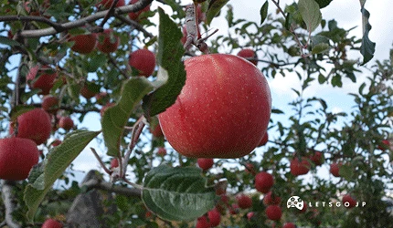 結實累累的蘋果園,都是紅色的果實