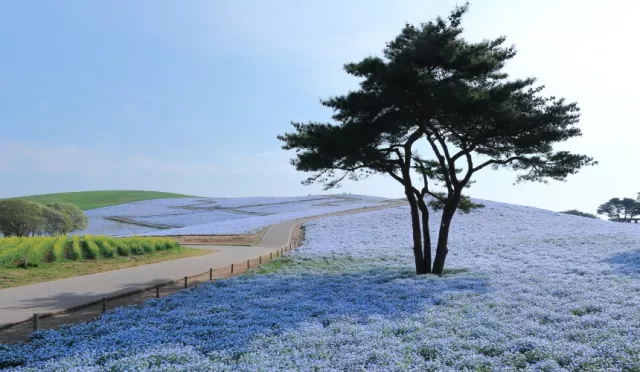 今生必去夢幻景點的「茨城常陸海濱公園」，四季美景不容錯過！