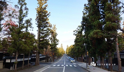 禪林街旁是兩排高聳的樹木