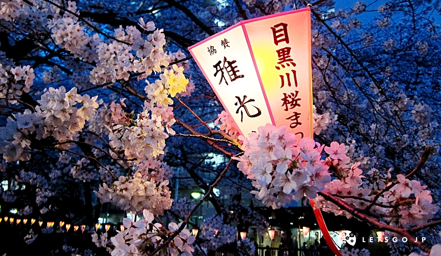 目黑川櫻花祭燈籠和盛開的櫻花