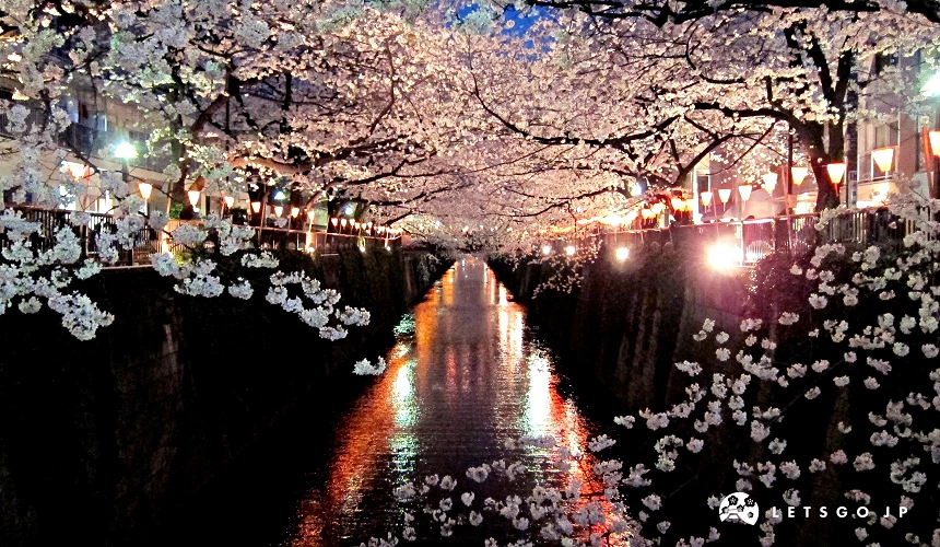 目黑川櫻花夜晚點燈氛圍浪漫
