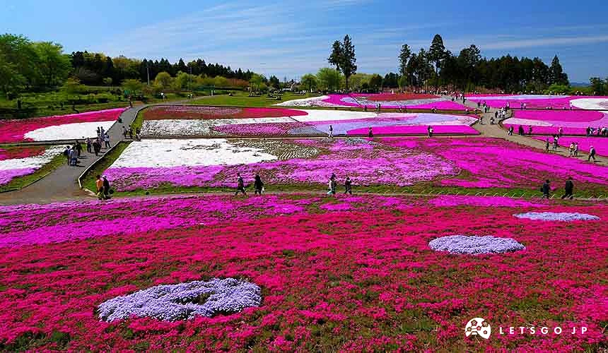 山坡上往下俯瞰芝櫻