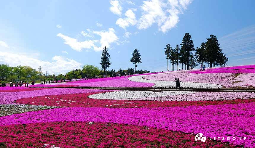 羊山公園的芝櫻盛開形成一片粉色花海