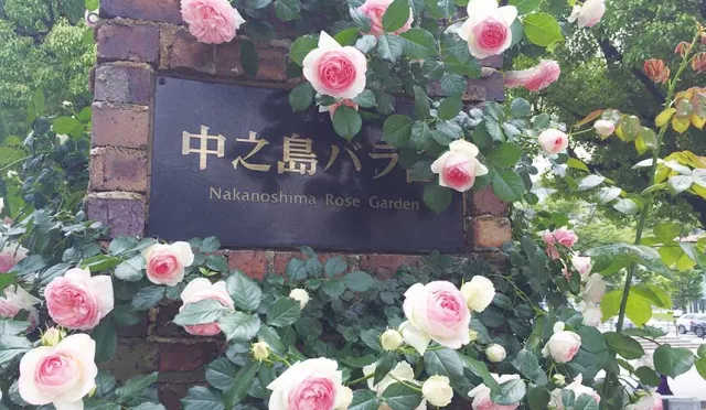 大阪人氣玫瑰園是這裡？讓人捨不得離開的中之島公園，一次滿足多重享受