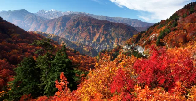 立山黑部紅葉9月開始、金澤楓葉11月轉紅【北陸賞楓景點20選】 的縮圖
