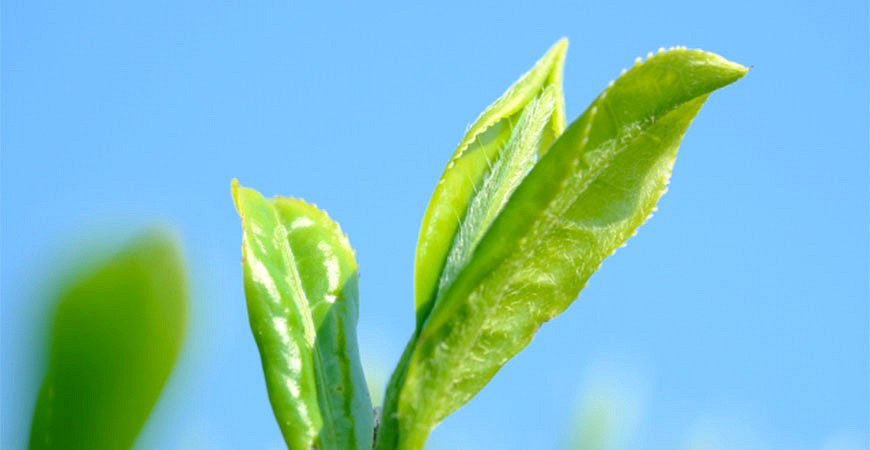 到日本咖啡廳不喝咖啡！紅茶、綠茶、抹茶、奶茶、日本茶，茶類點餐日語