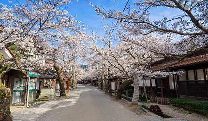 日本岡山新庄宿新庄村凱旋櫻