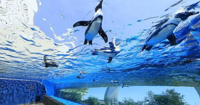 池袋陽光水族館攻略：最低價門票優惠折200円、60層高東京展望台必去