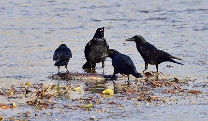 日文裡面10個常用日本諺語教學《動物篇》:烏鴉形象圖