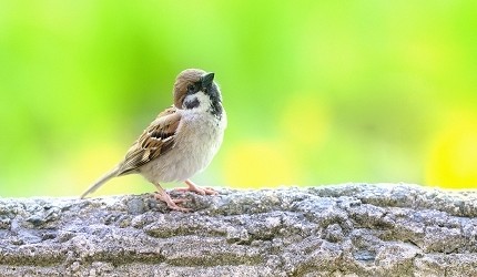 日文裡面10個常用日本諺語教學《動物篇》:麻雀形象圖