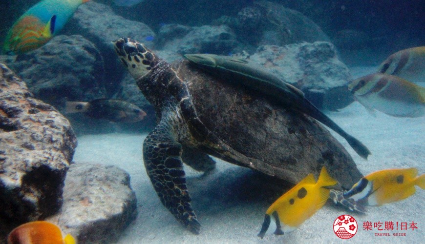 日文裡面10個常用日本諺語教學《動物篇》：烏龜形象圖