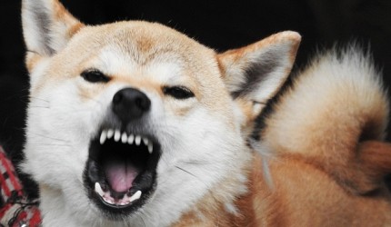 日文裡面10個常用日本諺語教學《動物篇》:狗的形象圖