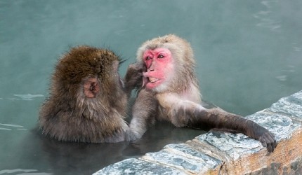 日文裡面10個常用日本諺語教學《動物篇》:猴子形象圖