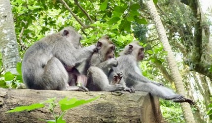 日文裡面10個常用日本諺語教學《動物篇》:猴子形象圖