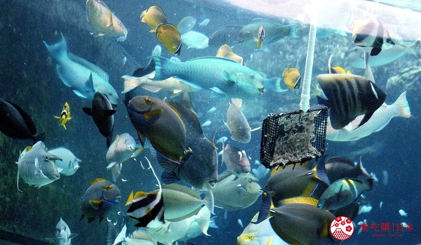 大阪海遊館水槽內的熱帶魚群,多彩斑斕的魚類悠游於水中,是館內人氣展區之一