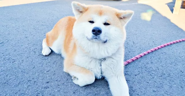 愛狗人必看的秋田犬景點全攻略：到忠犬八公的故鄉秋田「大館市」與周邊地區尋找秋田犬！