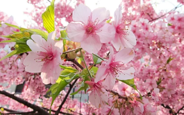 2026河津櫻2月開花！舊中川超美、靜岡伊豆櫻花祭必看【賞櫻景點9選】