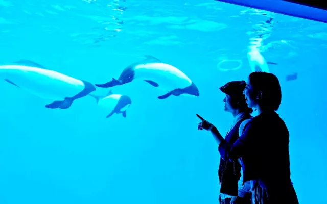 仙台海洋森林水族館完整攻略：門票、交通資訊、必看亮點一次搞定！
