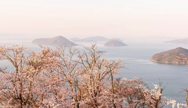 2026四國櫻花景點38選：高松賞櫻推栗林公園、德島江戶彼岸櫻點燈超震撼 的縮圖