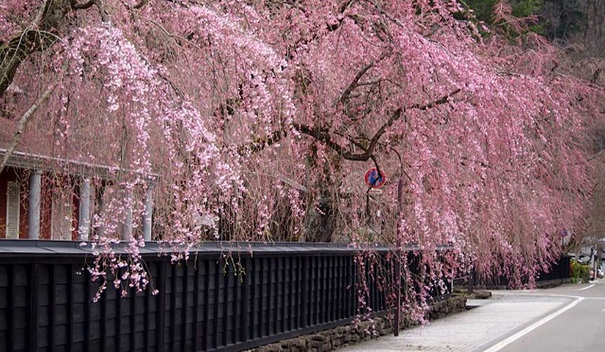 春季盛開的角館武家屋敷街道,枝垂櫻沿著黑板塀綿延垂落,形成宛如粉色帷幕般的櫻花景觀