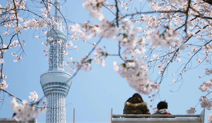 晴空塔與櫻花