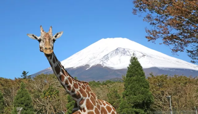 到靜岡「富士野生動物園」超近距離接觸野生動物，還能賞富士山！