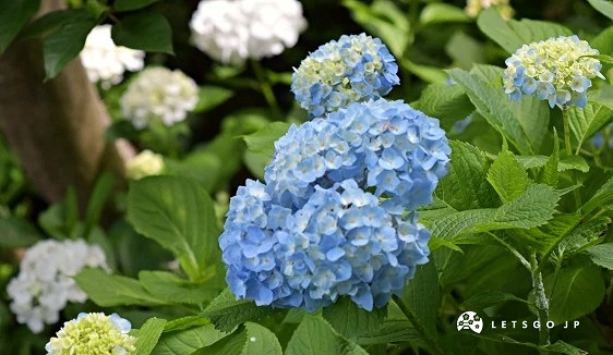 境內紫陽花盛開,佈滿藍色的紫陽花