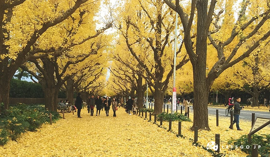 金黃色的銀杏樹葉撲滿在人行步道上,兩側有銀杏樹,步道上有行人。