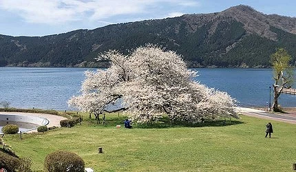 百歲一本櫻位於箱根蘆之湖畔旁