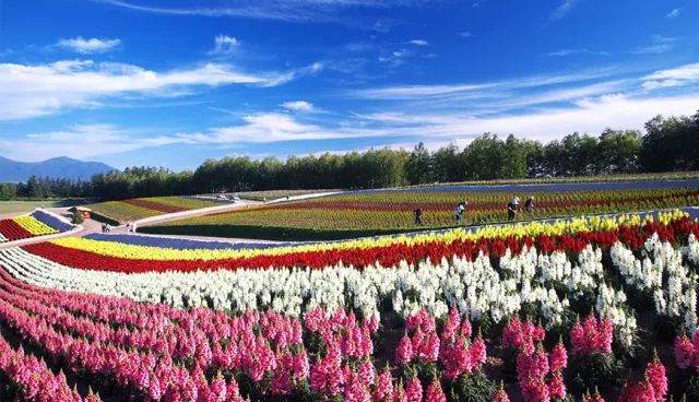 明年夏天我要去北海道！北海道夏日花田絕景七選
