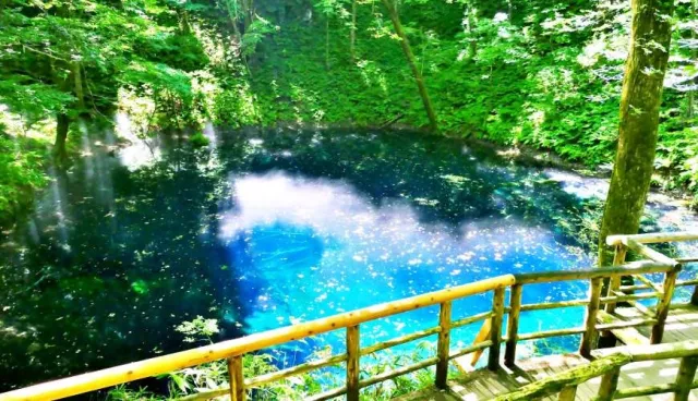 秋田3天2夜超療癒行程：「白神山地」絕景青池打卡、牽超萌秋田犬散步！ 的縮圖