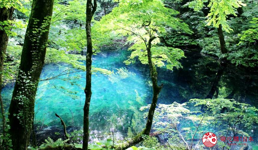 秋田3天2夜超療癒行程白神山地十二湖絕景青池打卡牽超萌秋田犬散步自由行必去景點推薦推介懶人包沸壷池的深邃神秘湖水