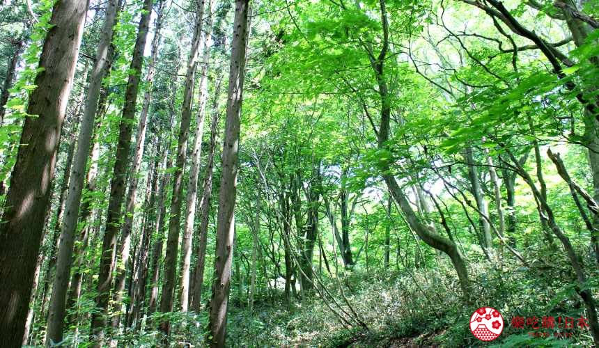 秋田3天2夜超療癒行程白神山地十二湖絕景青池打卡牽超萌秋田犬散步自由行必去景點推薦推介懶人包留山中可看見豐富的山毛櫸與秋田杉
