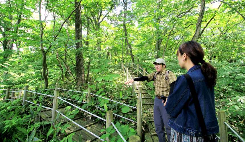 秋田3天2夜超療癒行程白神山地十二湖絕景青池打卡牽超萌秋田犬散步自由行必去景點推薦推介懶人包留山內的遊步道整備齊全並不難走