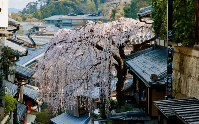 【關西自由行30天】行程範例公開！慢遊京都、大阪、奈良，像在地人一樣生活