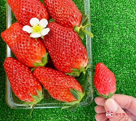 靜岡自由行濱松美食採草莓體驗章姬草莓