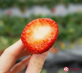 靜岡自由行濱松美食採草莓體驗章姬草莓