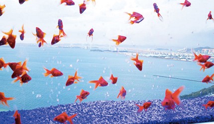 空水族館 空金