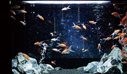 空水族館 空金