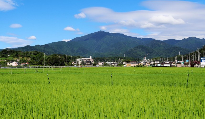 阿夫利山