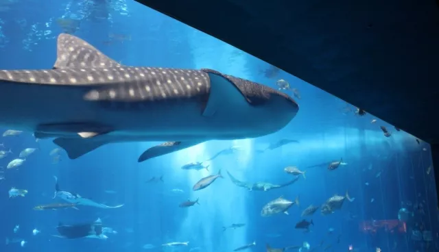 下次到沖繩已經看不到！沖繩美麗海水族館「最大母鯨鯊」身亡，享年13歲
