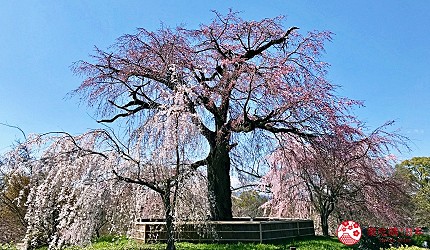 位於圓山公園中心的祇園枝垂櫻