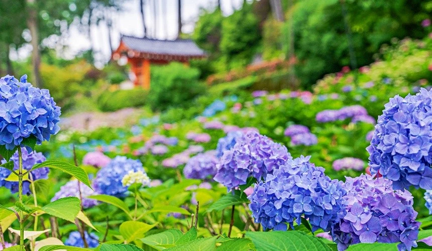 三室戶寺庭園中盛開大片紫色繡球花,前景繡球花細節清晰,背景隱約可見紅色山門與翠綠樹影。
