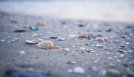 近拍沙灘上的貝殼與碎石,背景是模糊的海水