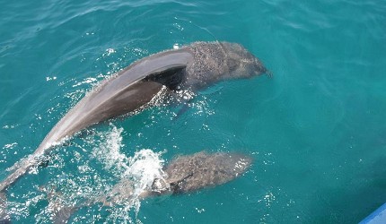 日本九州自駕遊行程總整理!熊本、長崎必去觀光景點:熊本熊公園、倉岳神社、水果公車站、千綿駅