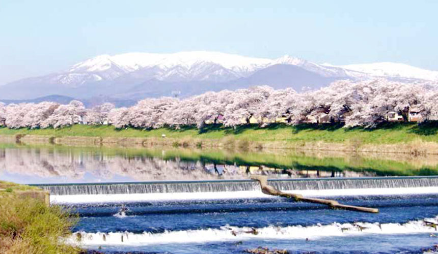 白石川堤一目千本櫻韮神堰景色,藏王連峰雪山、櫻花林與白石川形成櫻花水鏡倒影