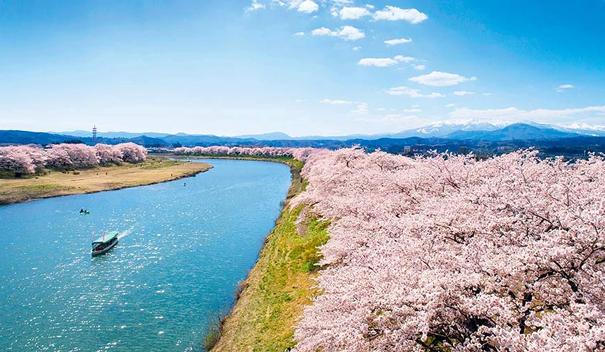 春季盛開的櫻花沿河岸綿延成列,粉色花海與蜿蜒河道相映,在藍天與遠山襯托下,呈現開闊而明亮的仙台春日風景