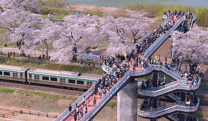 白石川堤一目千本櫻千櫻橋景色,櫻花盛開時電車行經橋下與賞櫻人潮同框畫面