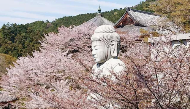 奈良私房景點推薦：「壺阪寺」看櫻花大佛、中川政七旗艦店「鹿猿狐BUILDING」
