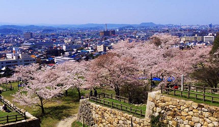 山陽山陰鳥取自由行賞櫻人氣景點鳥取城跡久松公園染井吉野櫻里櫻櫻花海